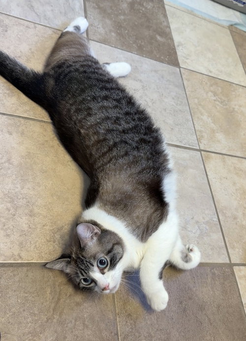 Photo 3 of Buttercup
