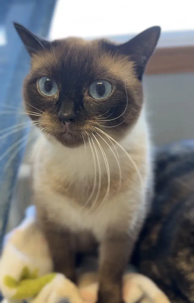 Kiwi - Domestic Short Hair