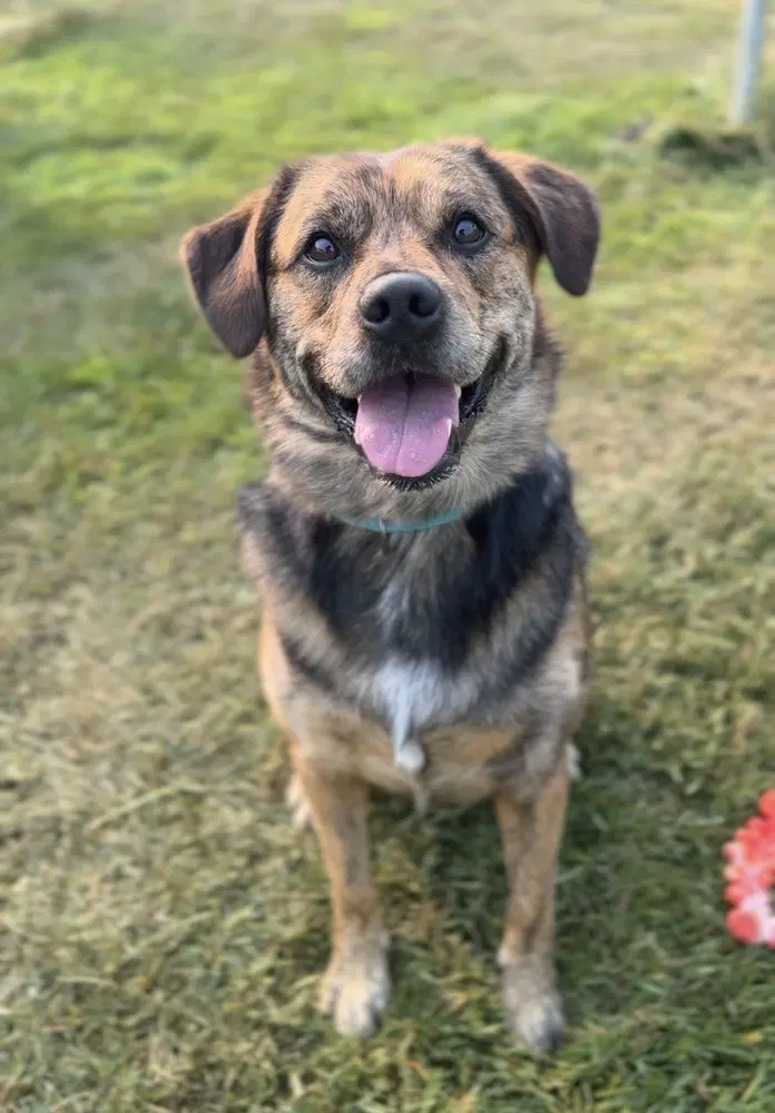Moose - Terrier