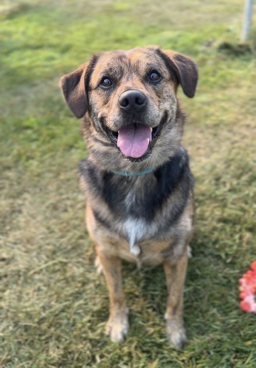 picture of the dog needing adoption