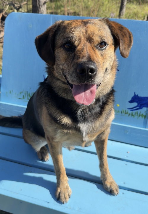 Moose, a dog for adoption from Great River Rescue