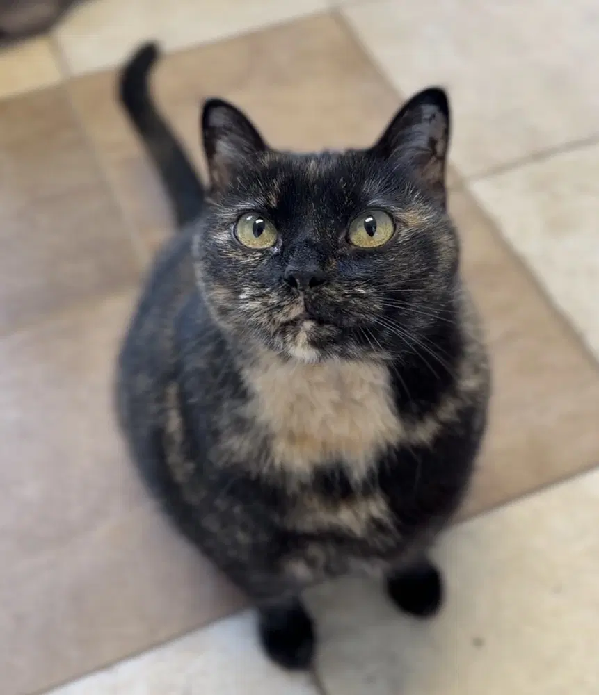 Pretty Mama - Domestic Short Hair