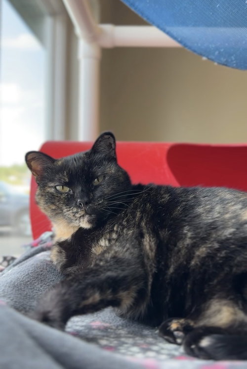 Pretty Mama, a cat for adoption from Great River Rescue