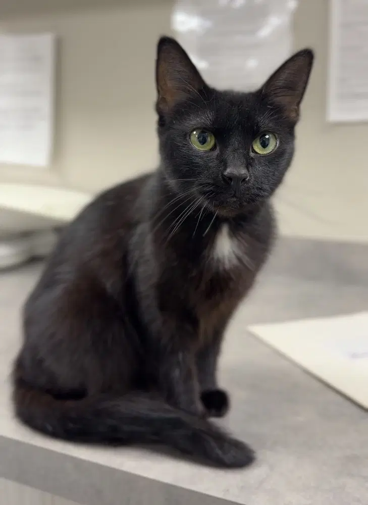 Meow - Domestic Short Hair