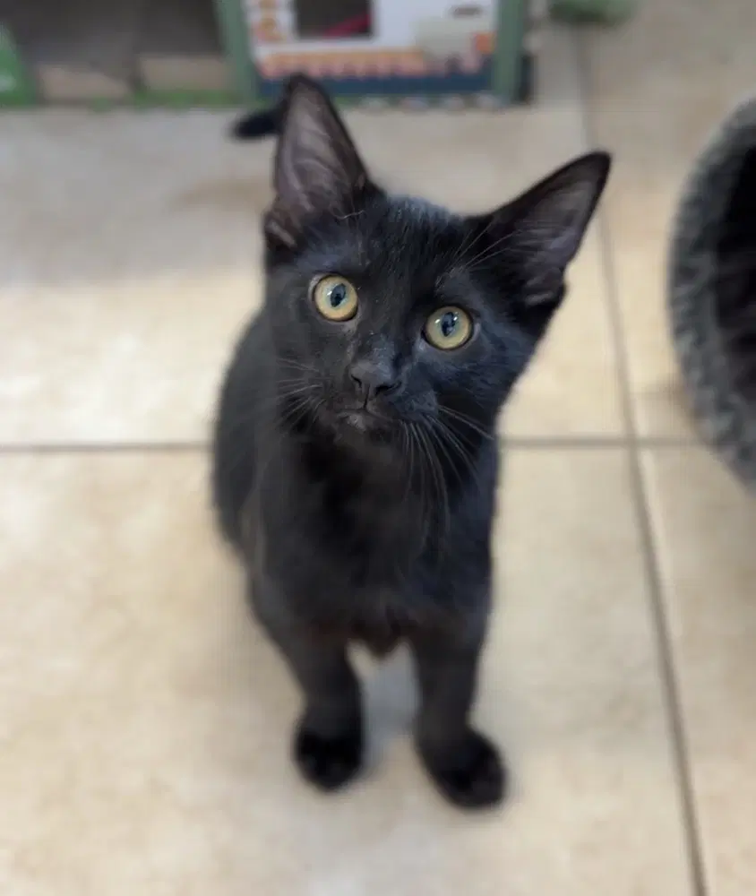 Alexander - Domestic Short Hair