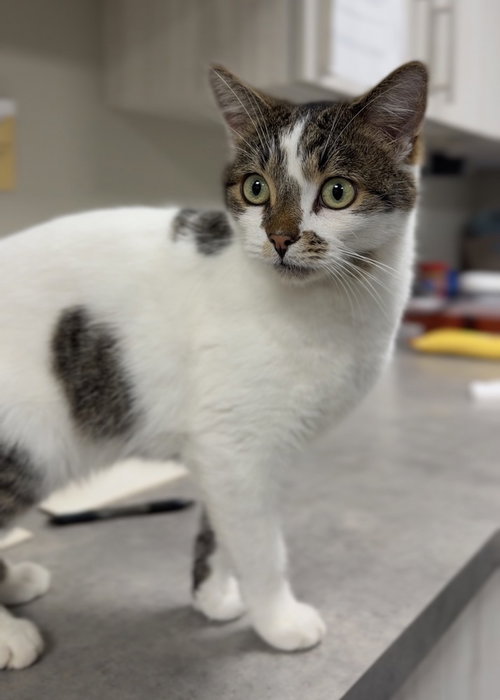 picture of the cat needing adoption