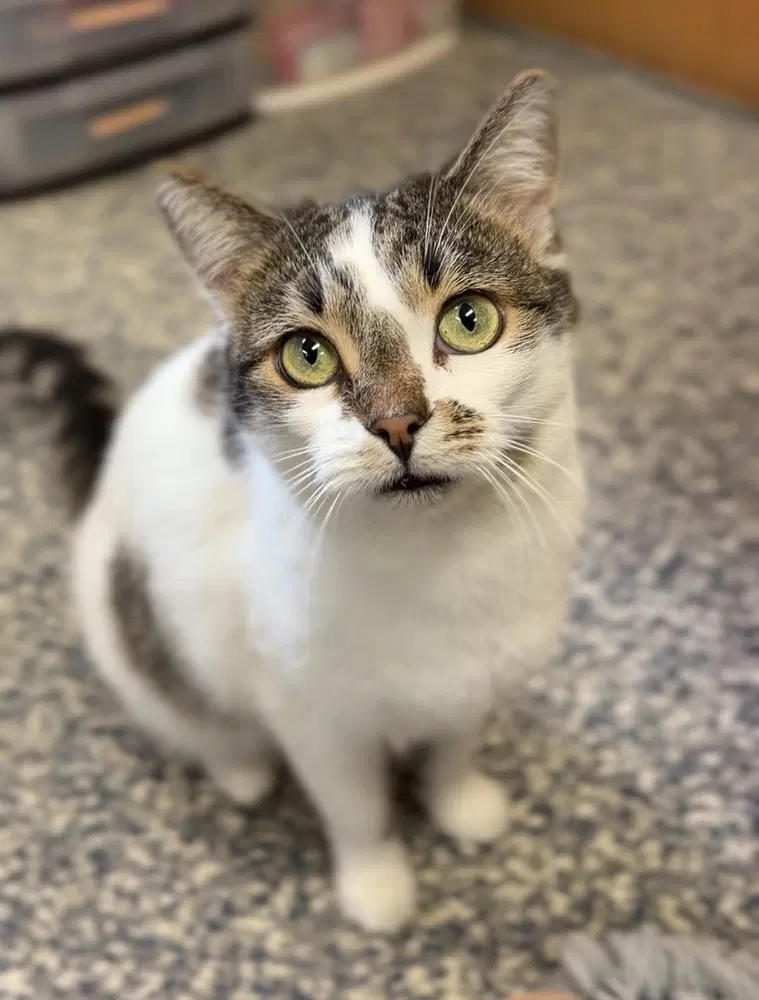 Paver - Domestic Short Hair