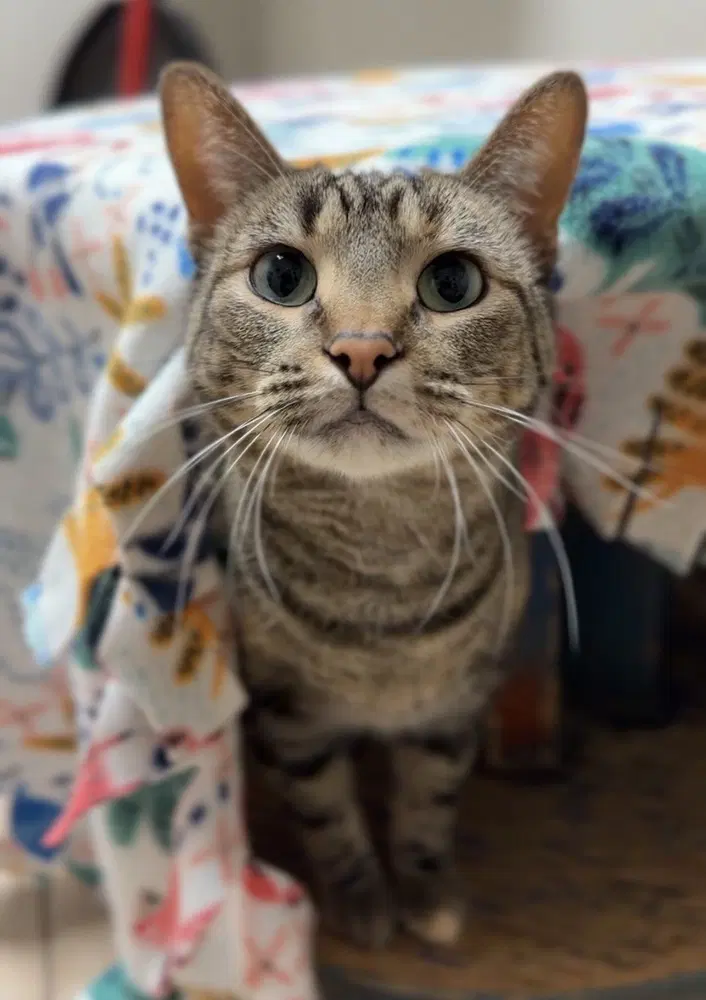 Tiny - Domestic Short Hair