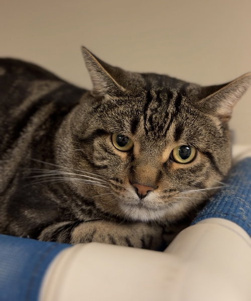 picture of the cat needing adoption