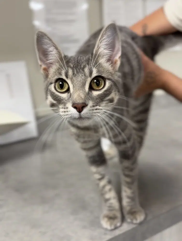 Bean - Domestic Short Hair
