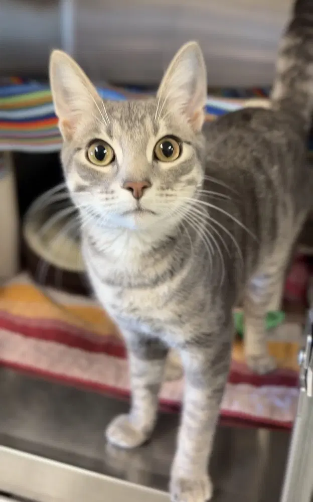 Bean - Domestic Short Hair