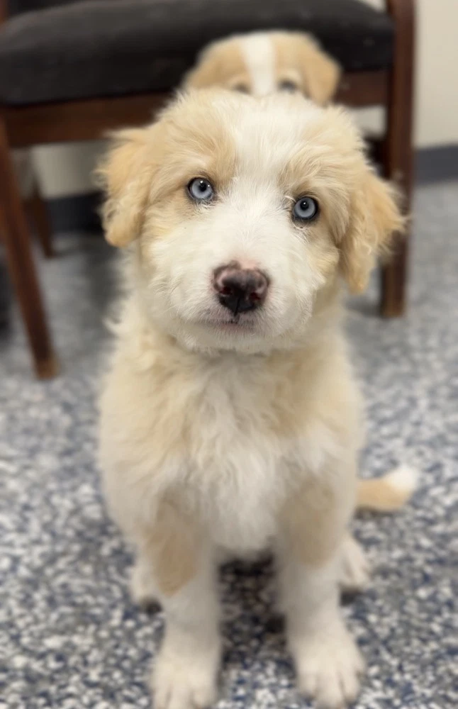Sweetie