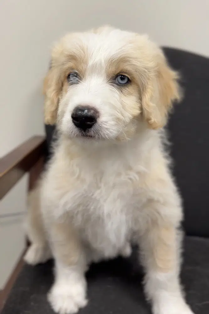 Curly - Poodle (unknown type)