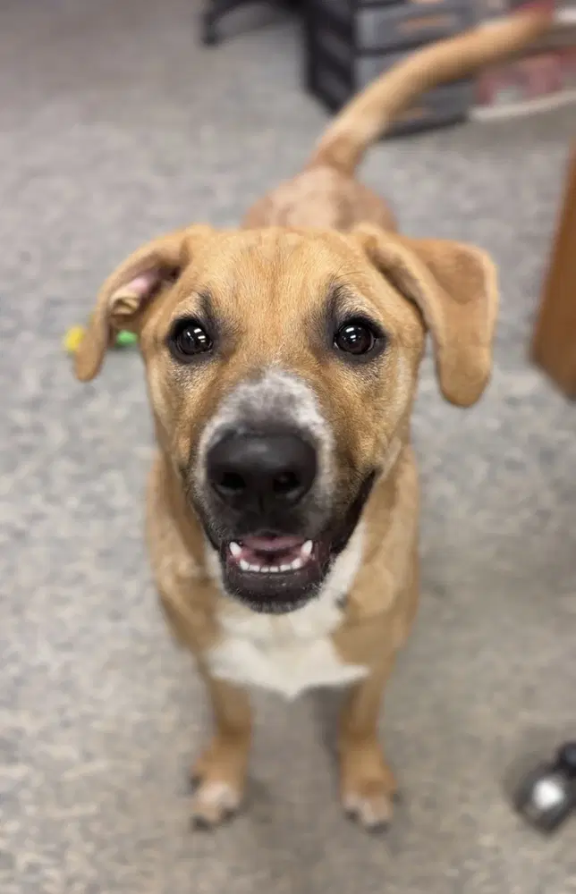 Harvey - Terrier