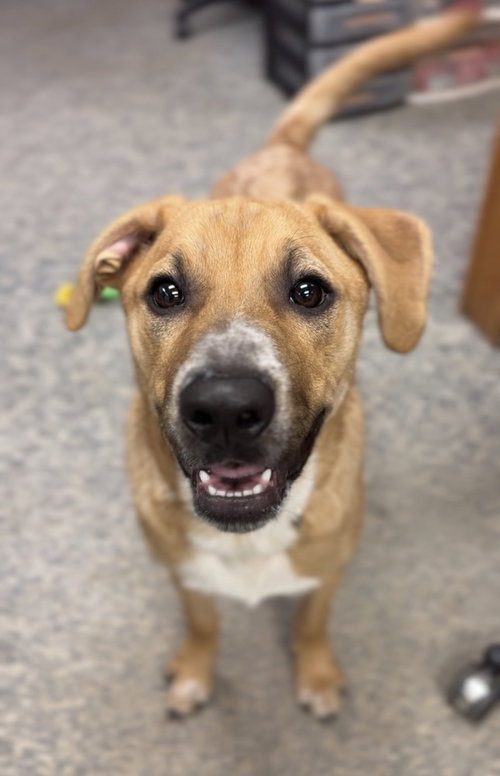 picture of the dog needing adoption