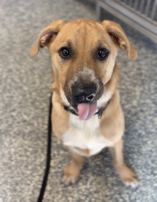 Harvey, a dog for adoption from Great River Rescue
