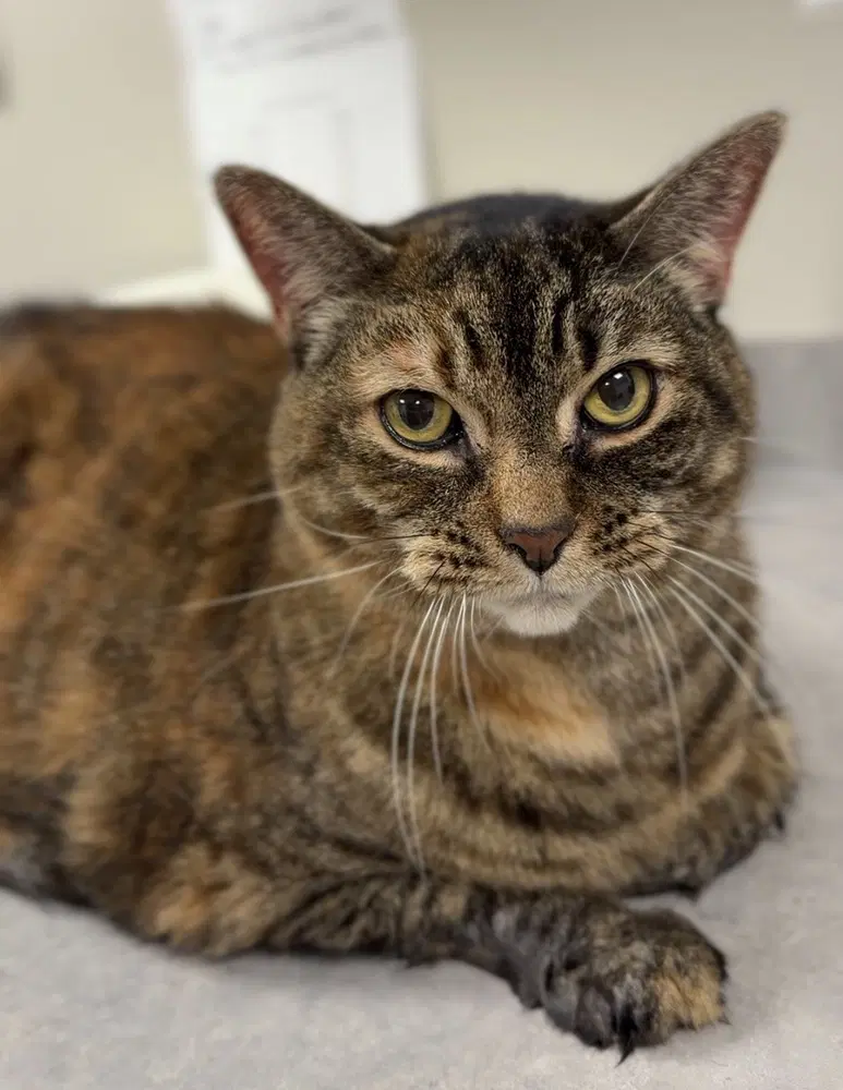 Katniss - Domestic Short Hair