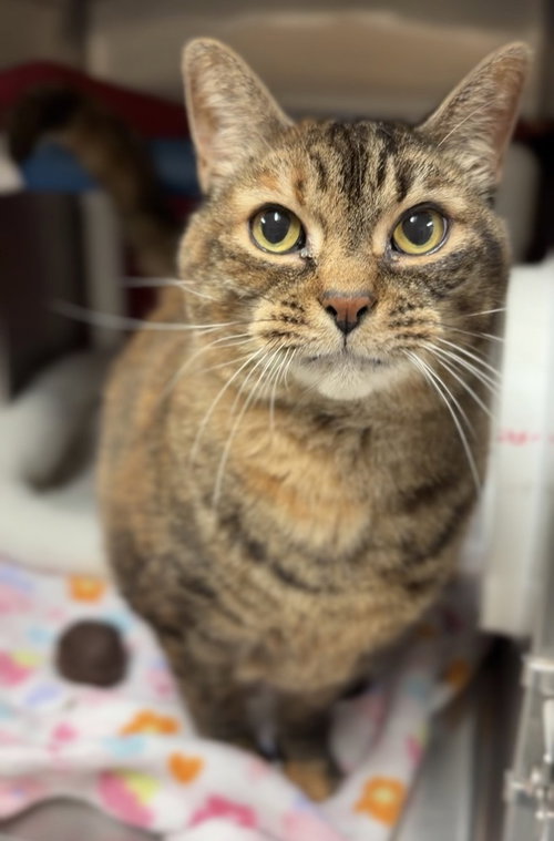 Katniss, a cat for adoption from Great River Rescue