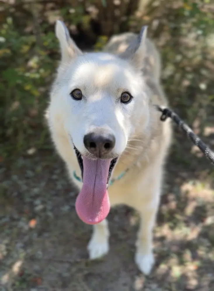Smalls - Husky