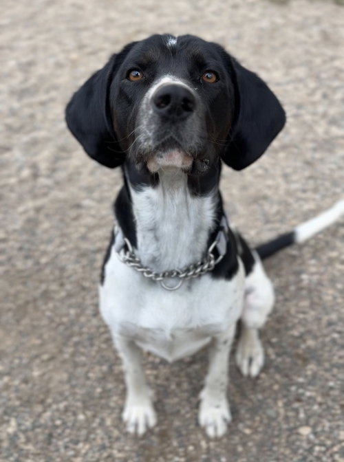 Brew, a dog for adoption from Great River Rescue