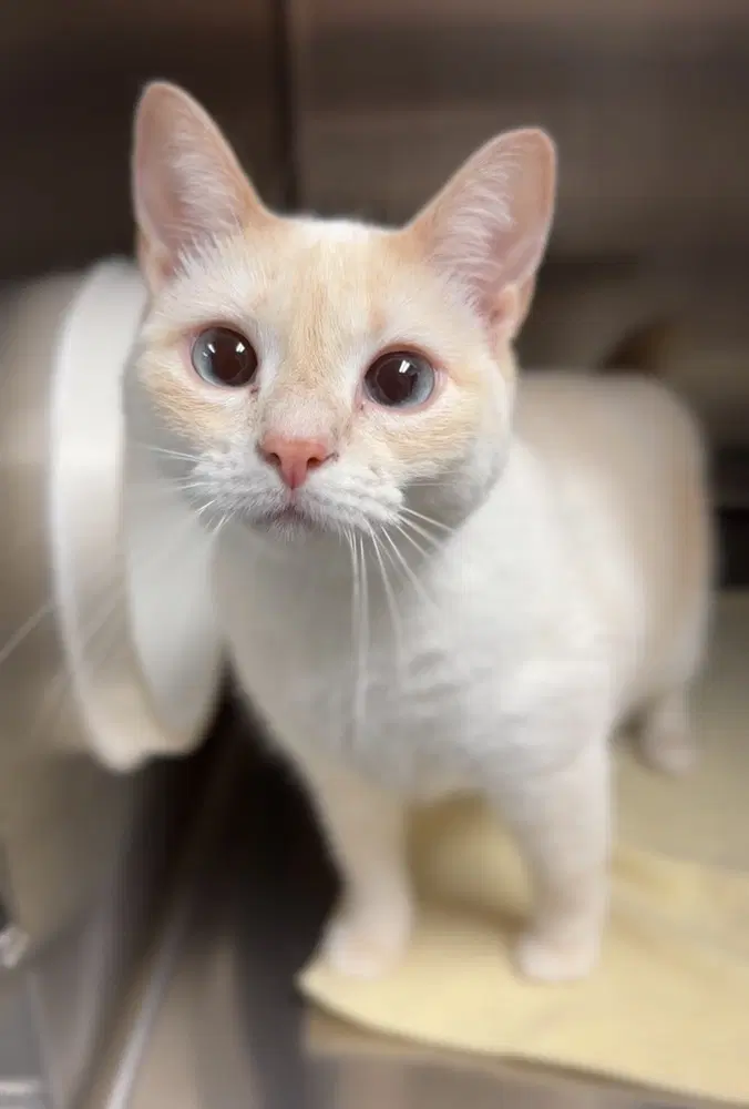 Glacier - Domestic Short Hair