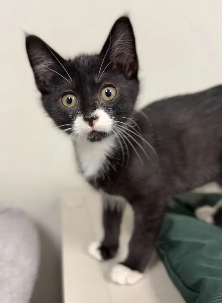 Humpty - Domestic Short Hair