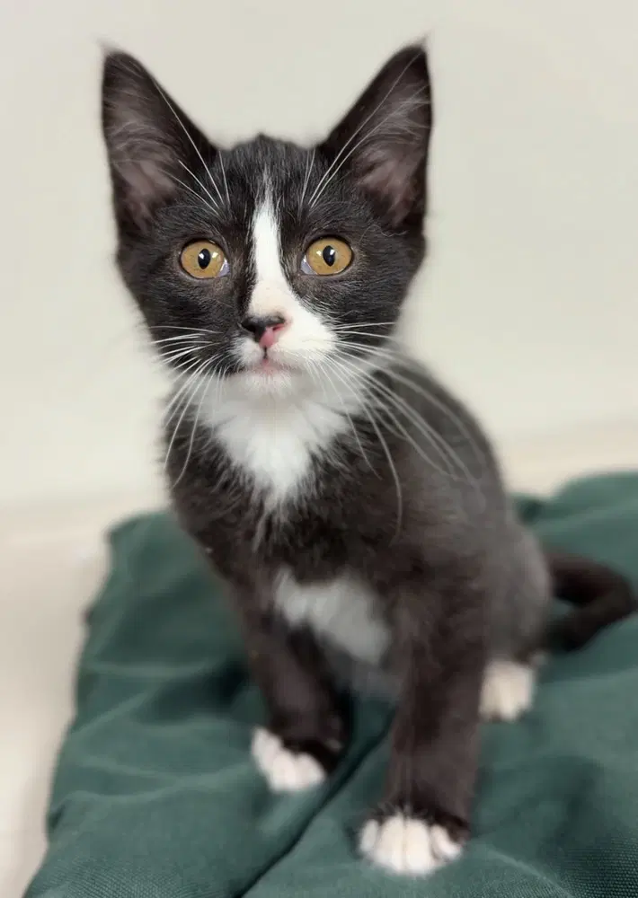 Dumpty - Domestic Short Hair
