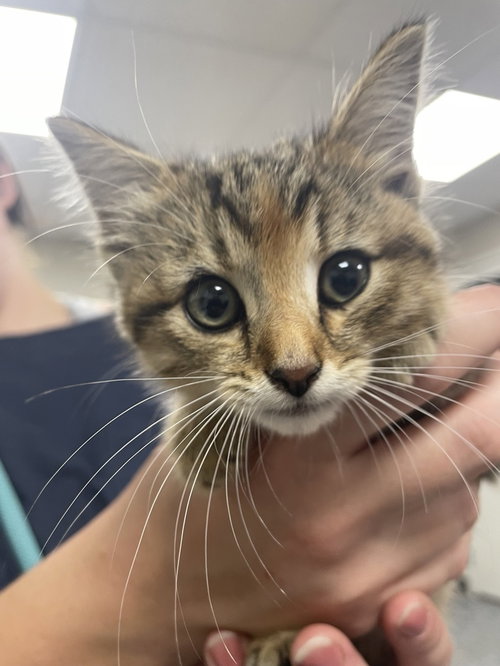 picture of the cat needing adoption