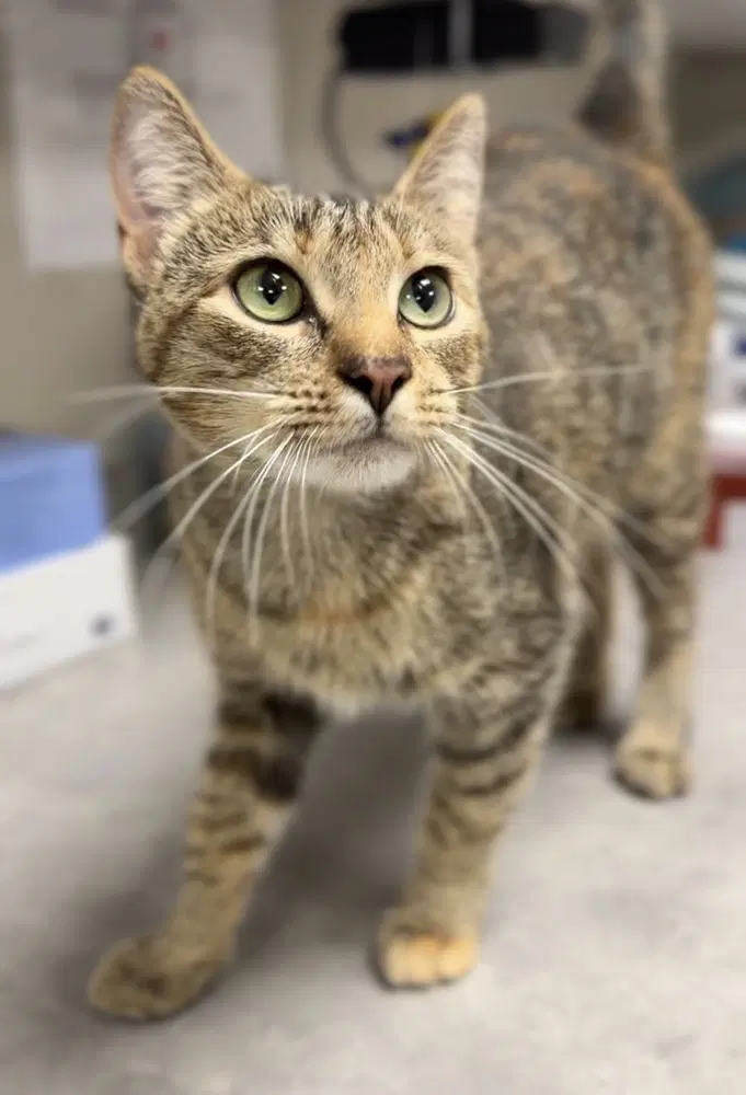 Chewie - Domestic Short Hair
