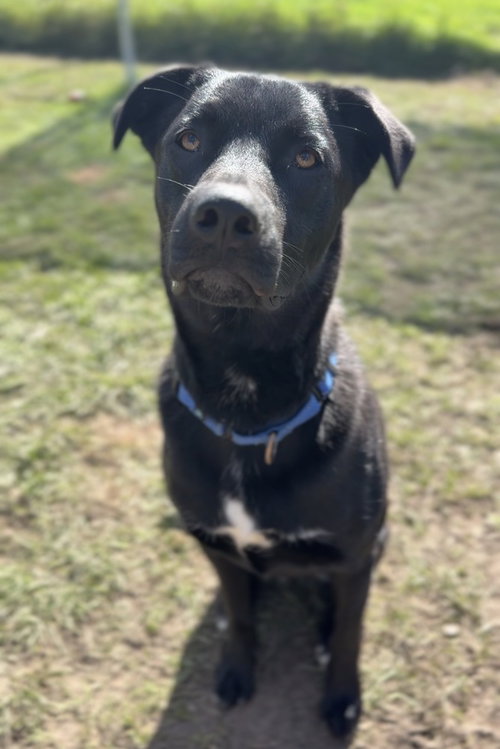 Bubbie, a dog for adoption from Great River Rescue