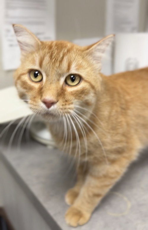 picture of the cat needing adoption