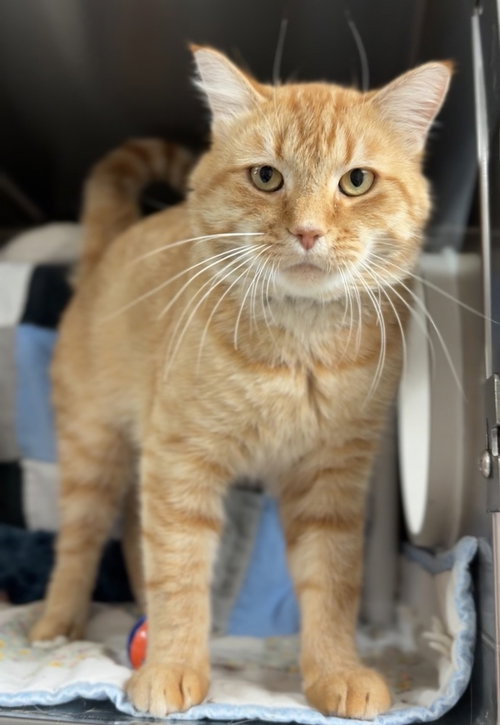 Craig, a cat for adoption from Great River Rescue