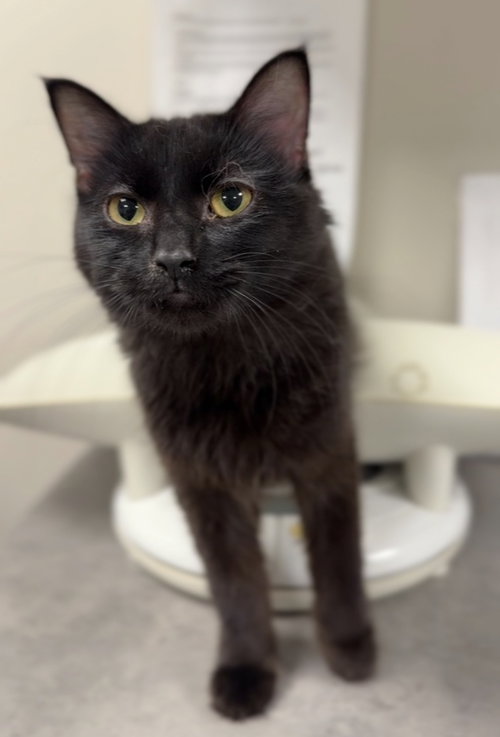 picture of the cat needing adoption