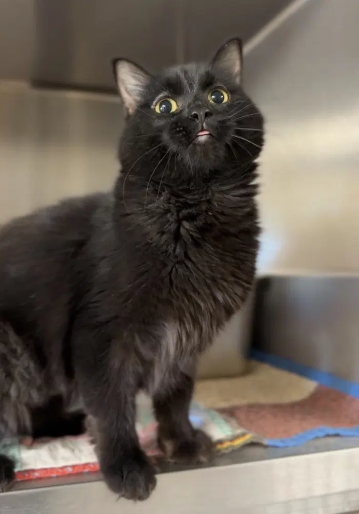 Frog - Domestic Medium Hair