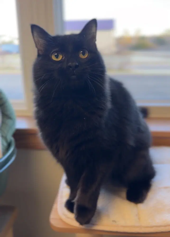 Frog - Domestic Medium Hair