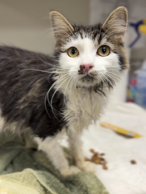 picture of the cat needing adoption