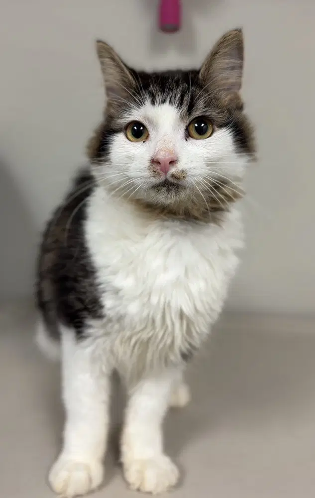 Lizard - Domestic Medium Hair