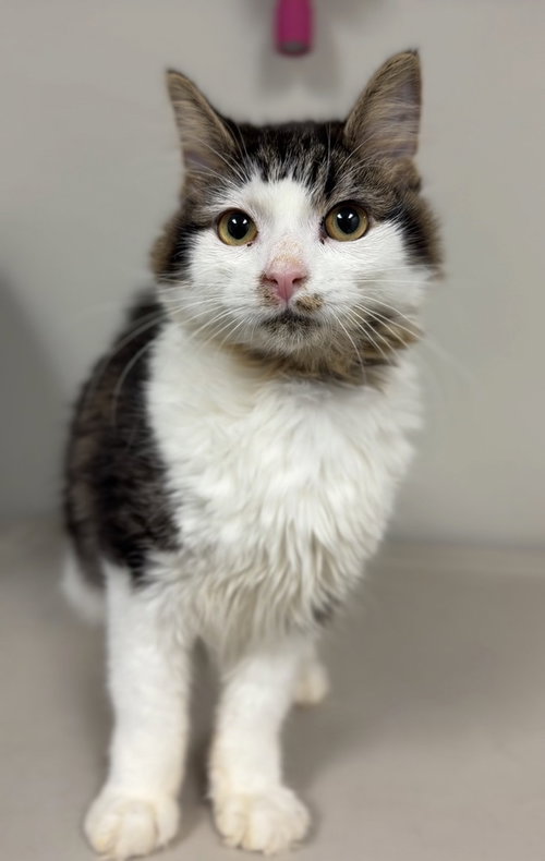 Lizard, a cat for adoption from Great River Rescue