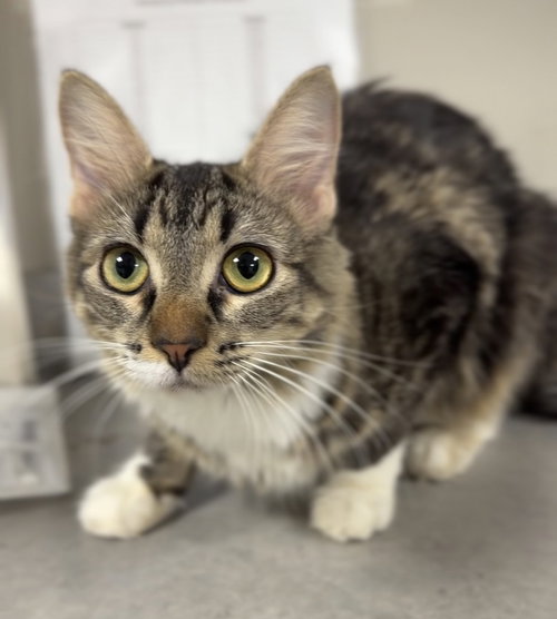 picture of the cat needing adoption