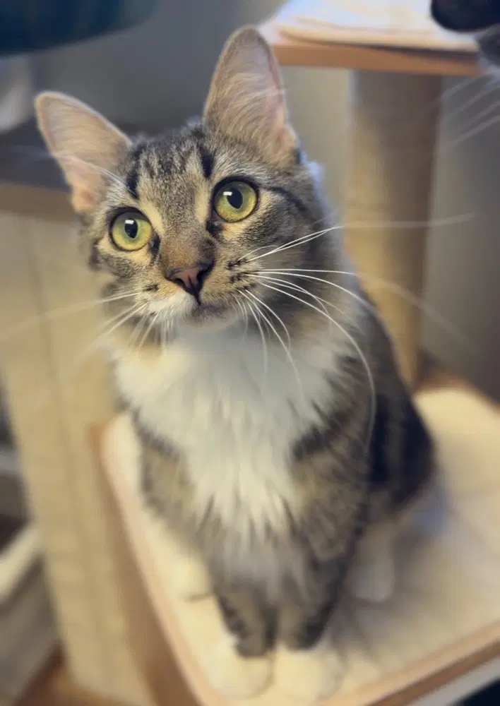 Toad - Domestic Medium Hair