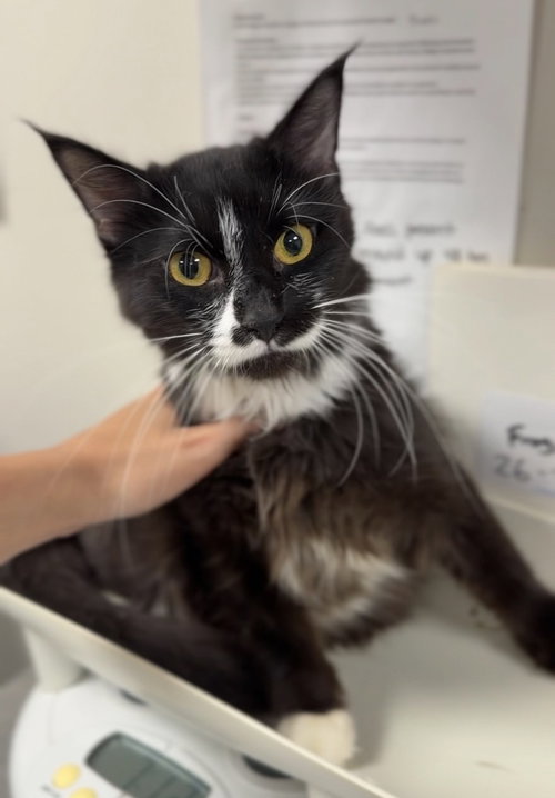 picture of the cat needing adoption