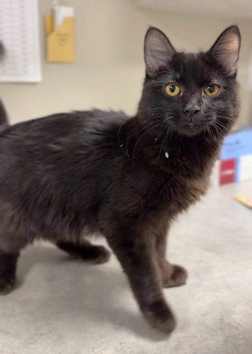 picture of the cat needing adoption