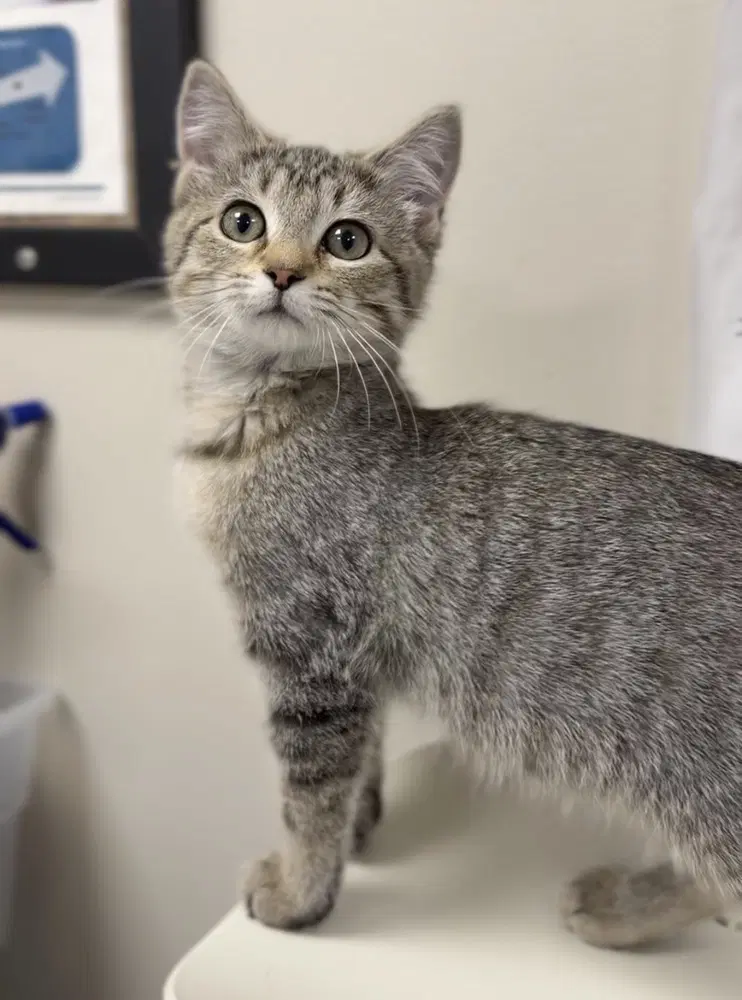 Tasha - Domestic Short Hair