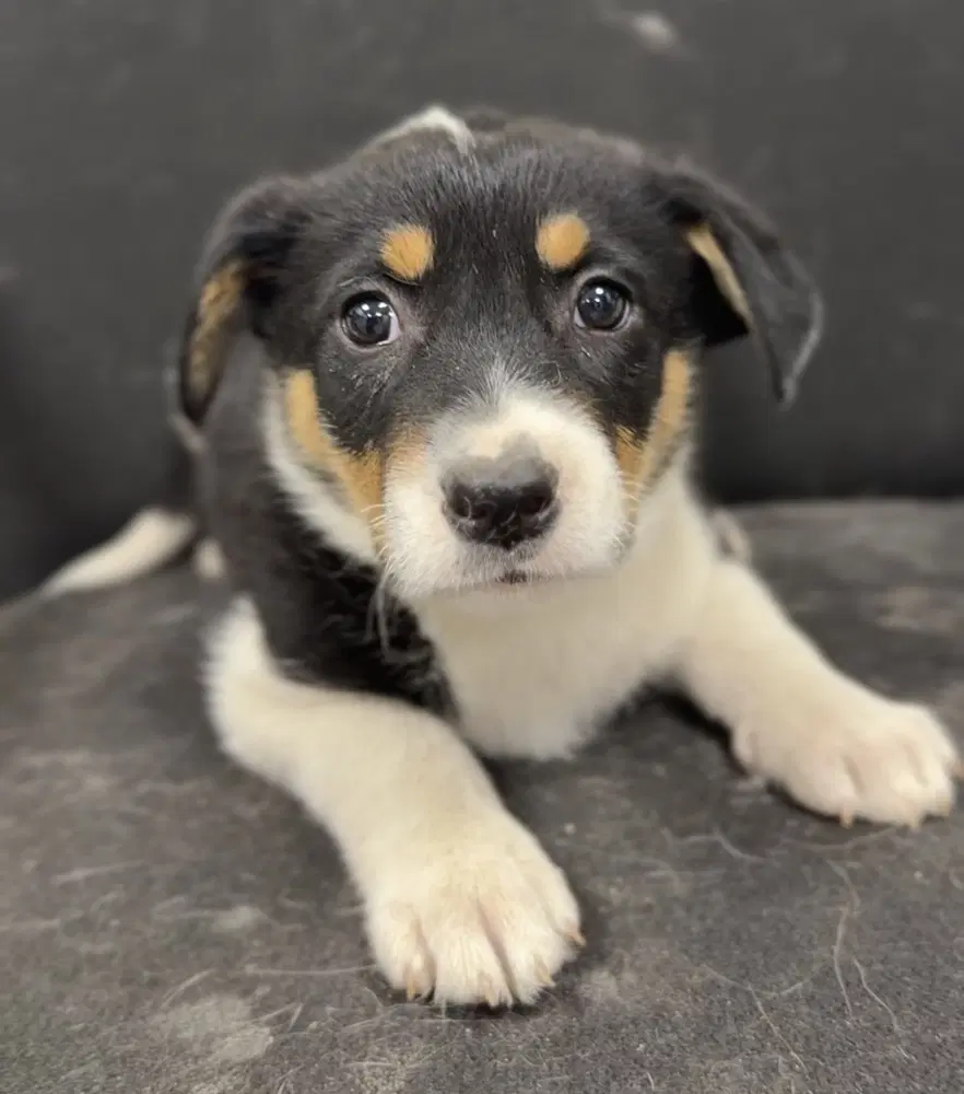 Minni - Terrier