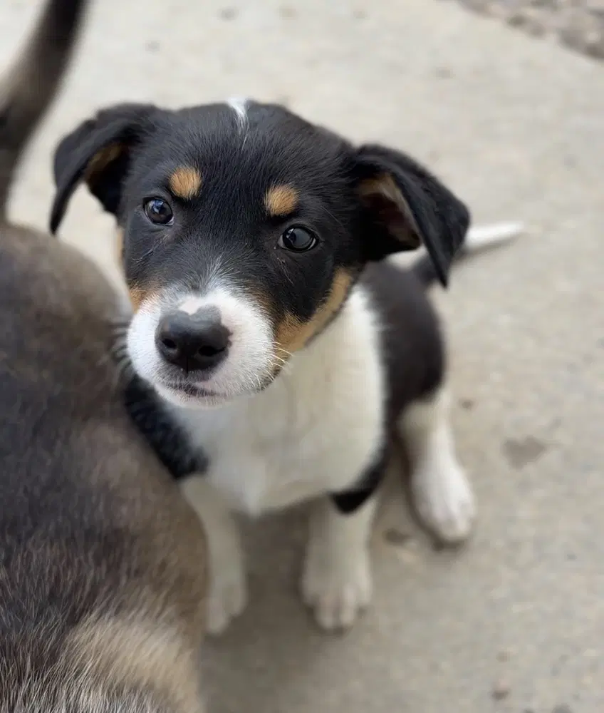 Minni - Terrier