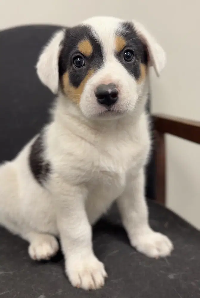 Denahi - Terrier