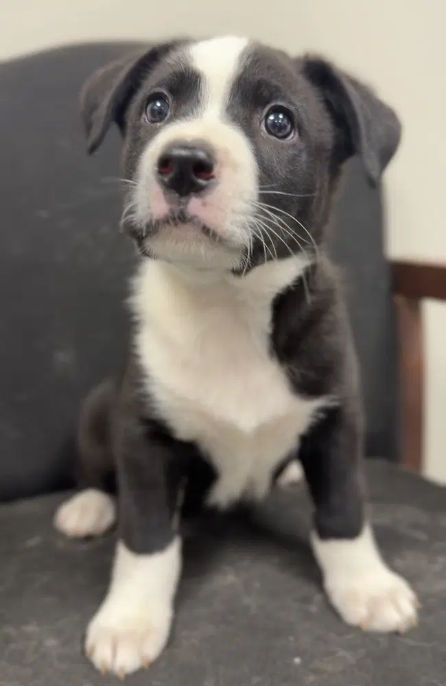 Kovu - Terrier