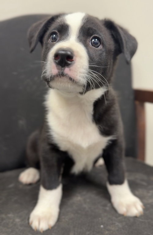 picture of the dog needing adoption