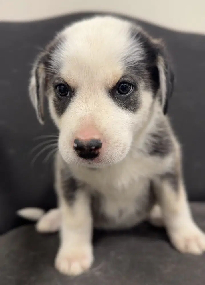 Mika - Terrier