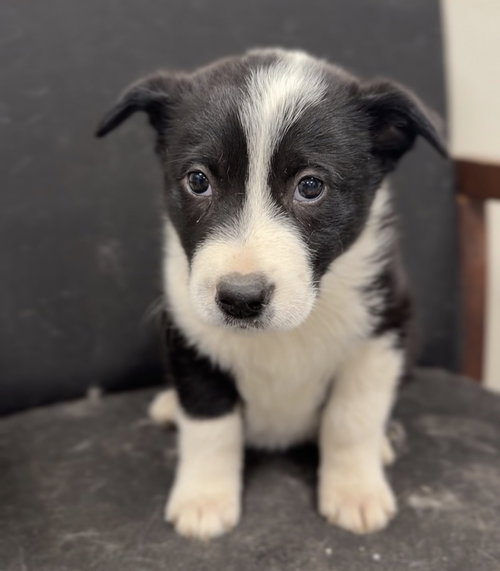 picture of the dog needing adoption